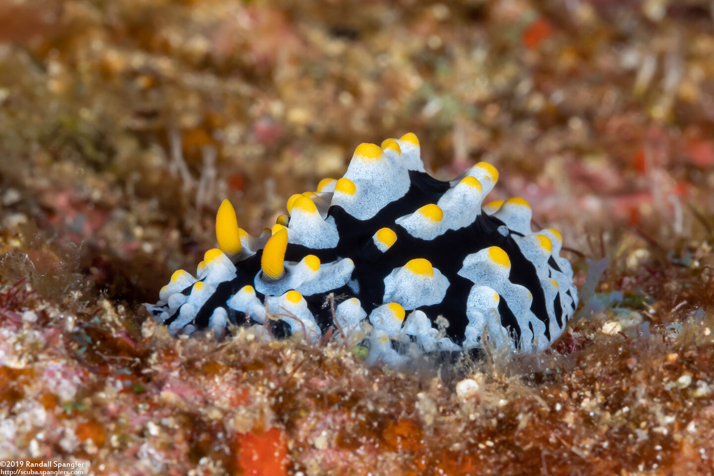 Phyllidia varicosa (Varicose Phyllidia)