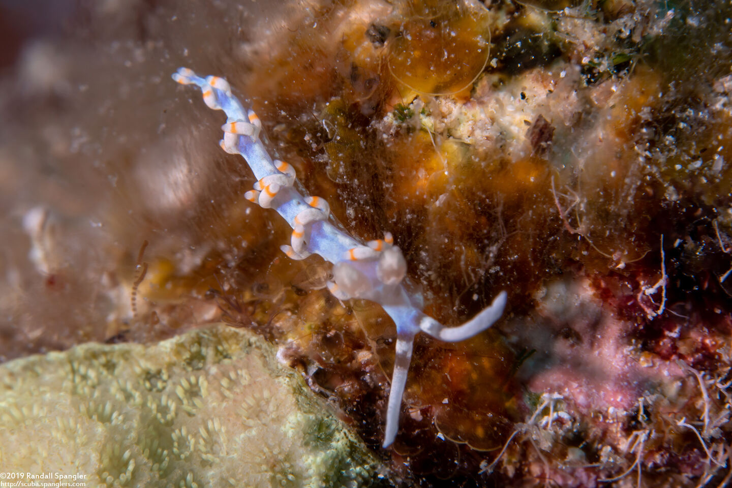 Samla bicolor (Bicolor Nudibranch)