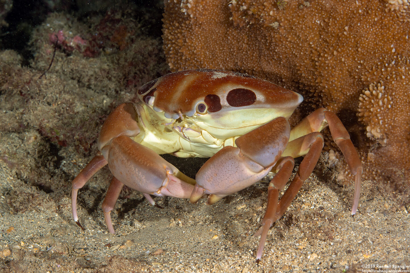 Carpilius maculatus (Seven-Eleven Crab)