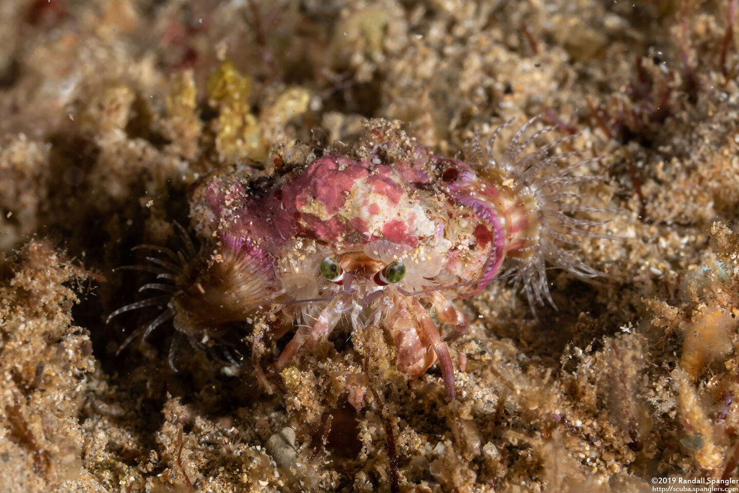 Dardanus gemmatus (Jeweled Anemone Crab)