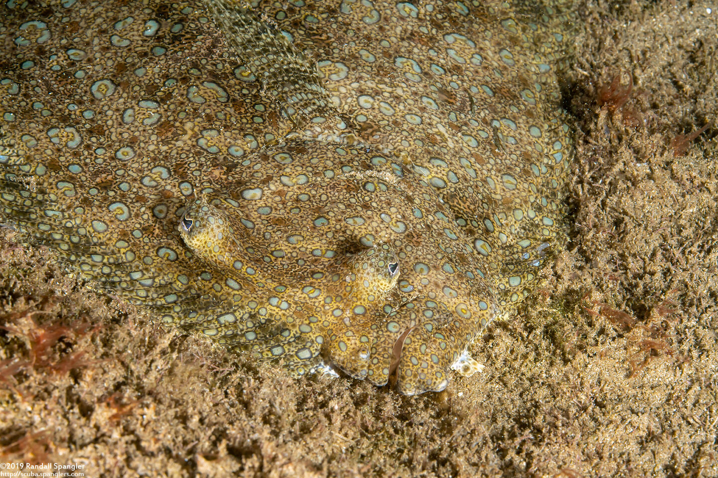 Bothus mancus (Flowery Flounder)