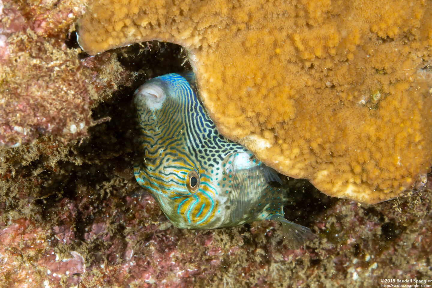 Canthigaster epilampra (Lantern Toby)
