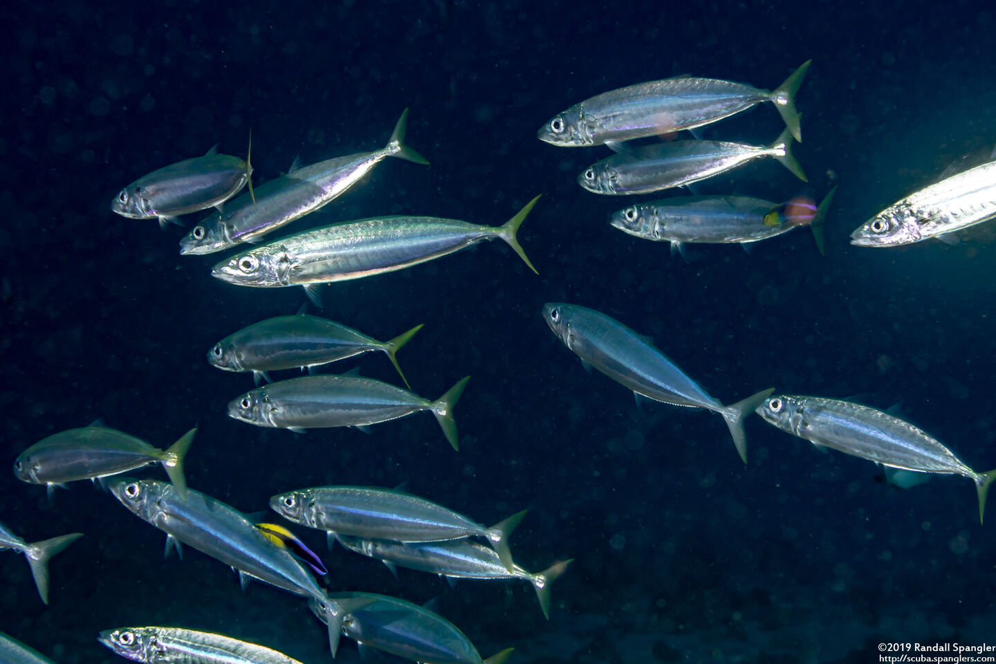 Decapterus macarellus (Mackerel Scad)