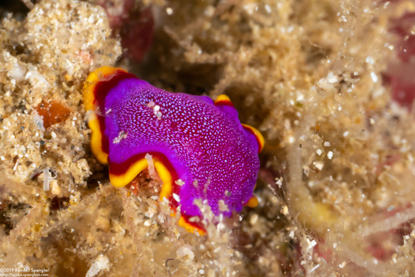 Pseudoceros ferrugineus (Fuchsia Flatworm)
