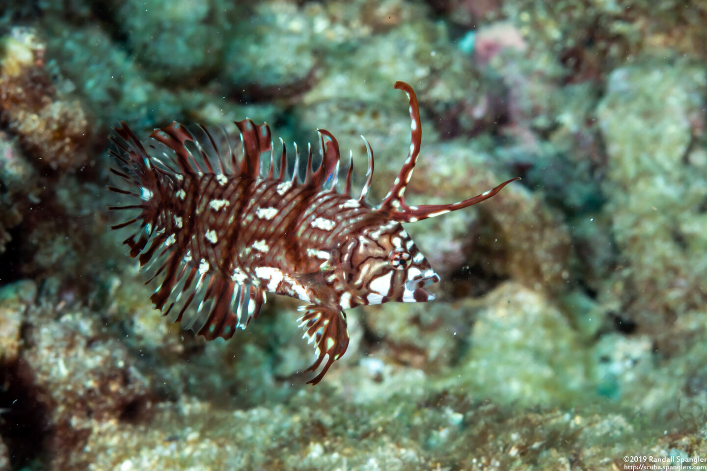 Novaculichthys taeniourus (Rockmover Wrasse)