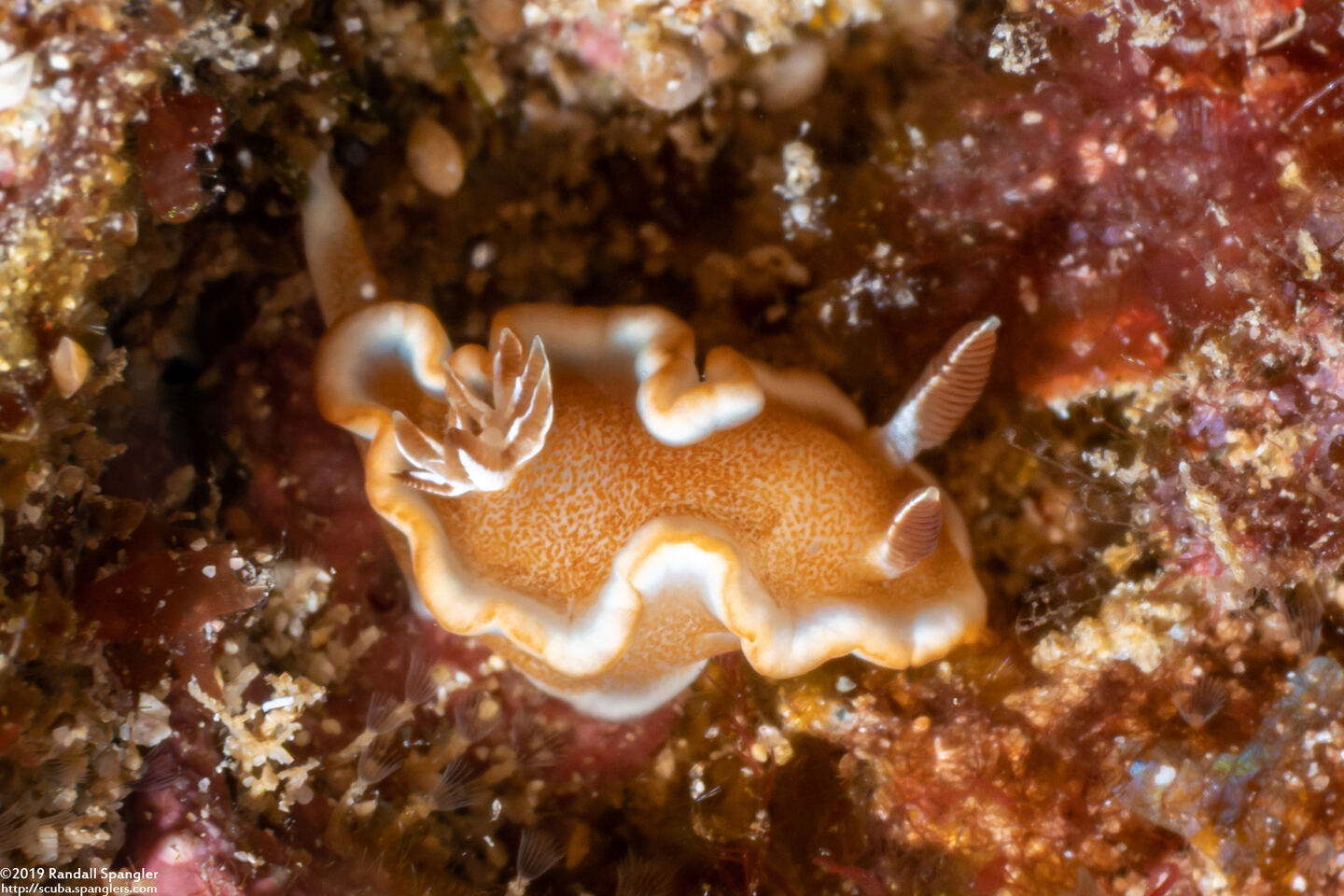Glossodoris rufomarginata (White-Margin Nudibranch)