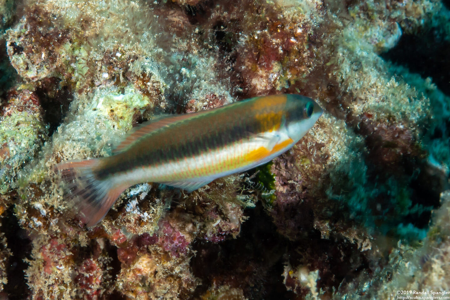 Thalassoma duperrey (Saddle Wrasse)