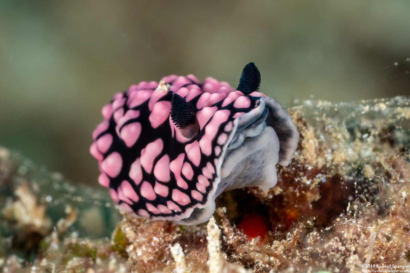 Phyllidiella pustulosa (Pustulose Phyllidia)