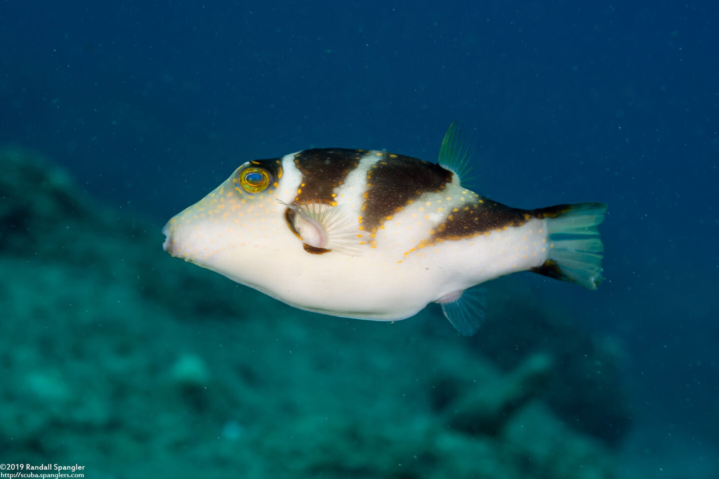 Canthigaster coronata (Crowned Toby)