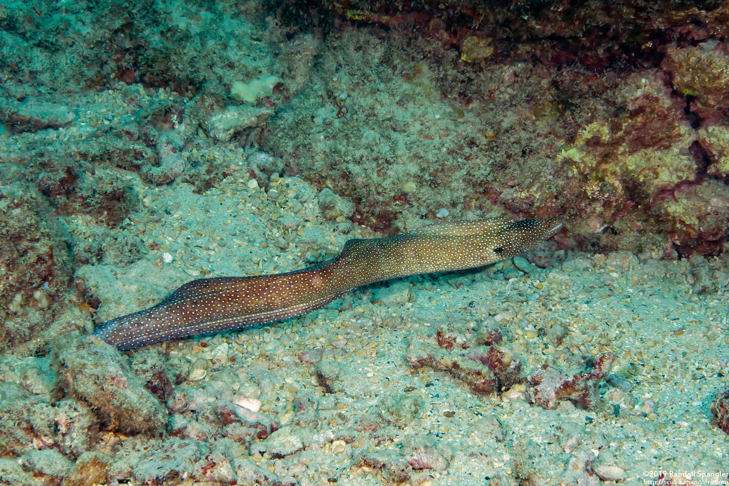 Gymnothorax meleagris (Whitemouth Moray)