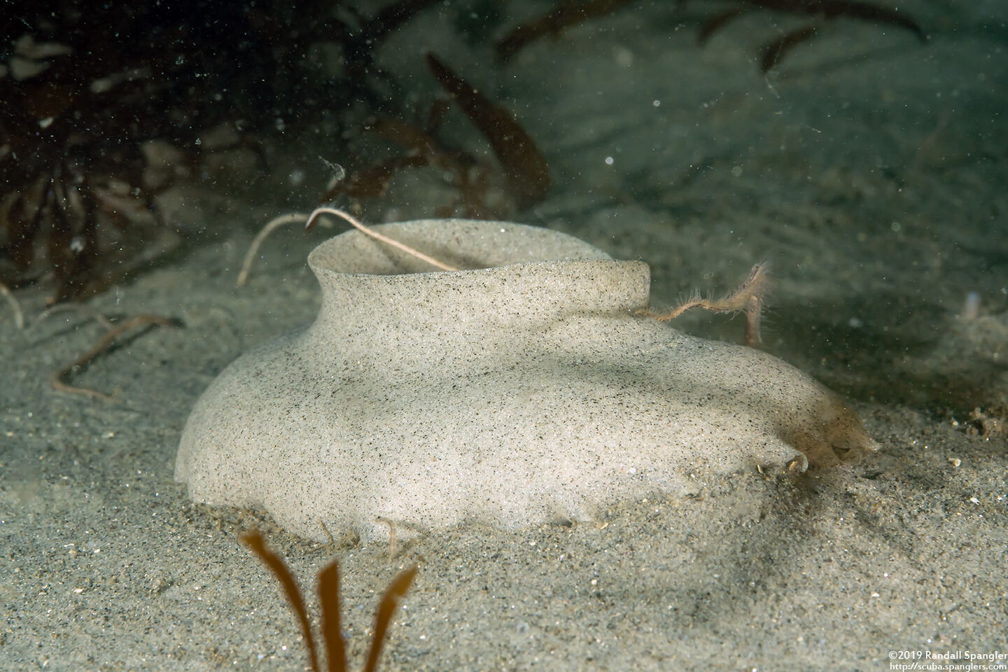 Neverita lewisii (Lewis's Moon Snail)