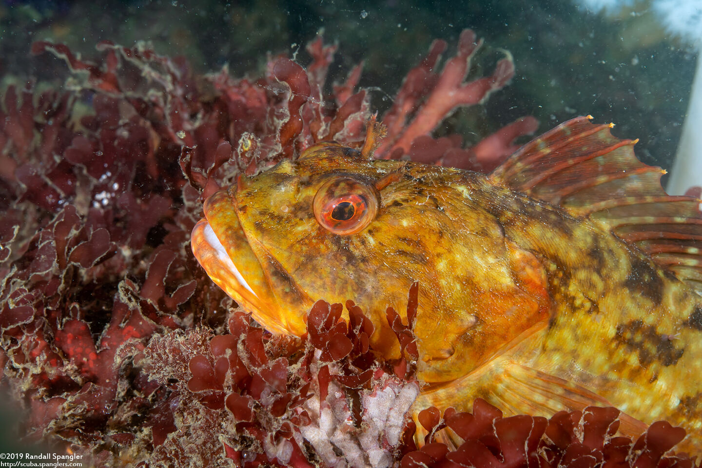 Scorpaenichthys marmoratus (Cabezon)