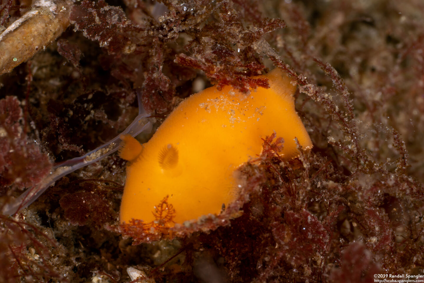 Rostanga pulchra (Red Sponge Dorid)