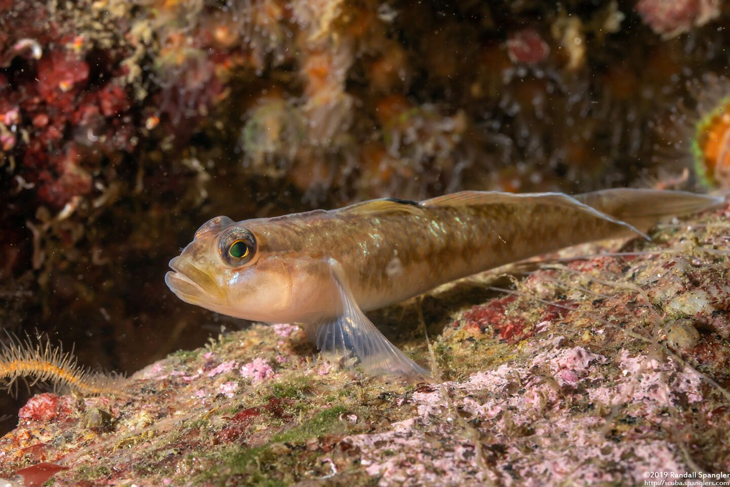 Rhinogobiops nicholsii (Blackeye Goby)