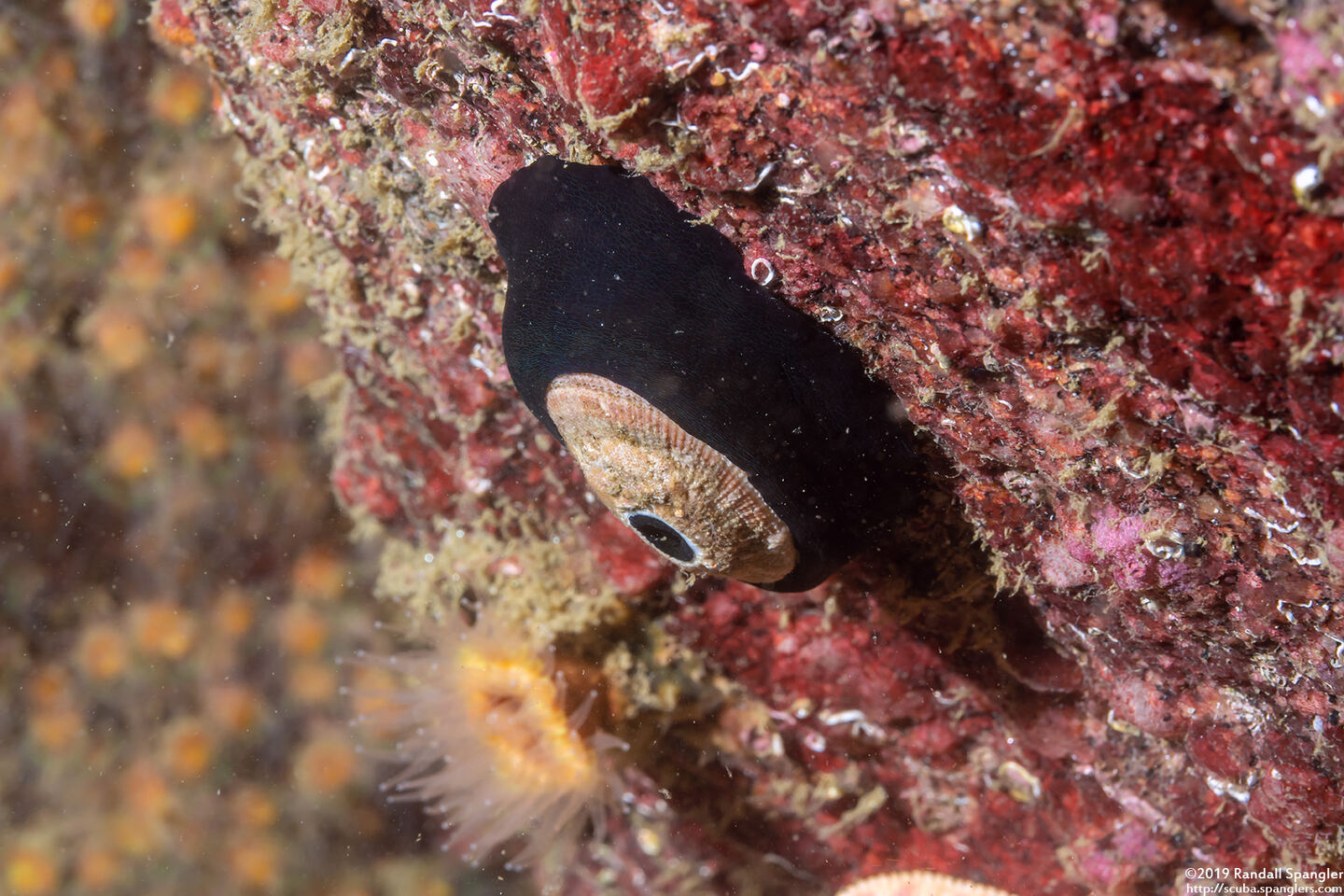 Megathura crenulata (Giant Keyhole Limpet); A small one, only an inch across