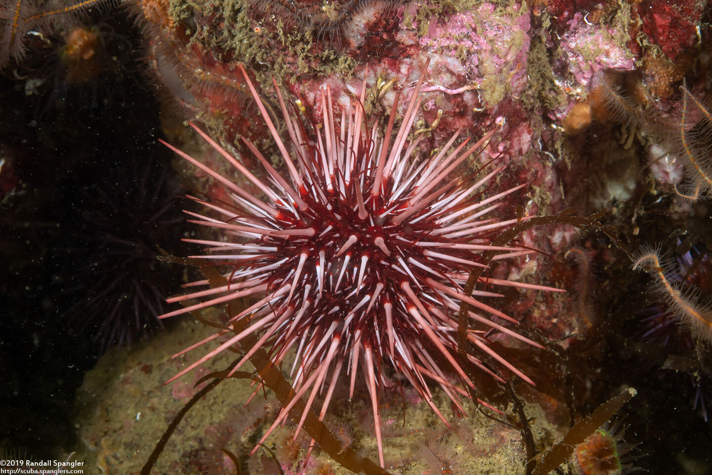 Mesocentrotus franciscanus (Red Sea Urchin)