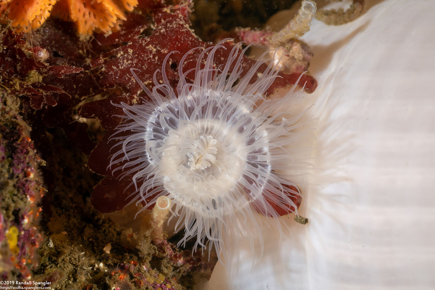Metridium farcimen (White-Plumed Anemone); Small bud next to a larger anemone