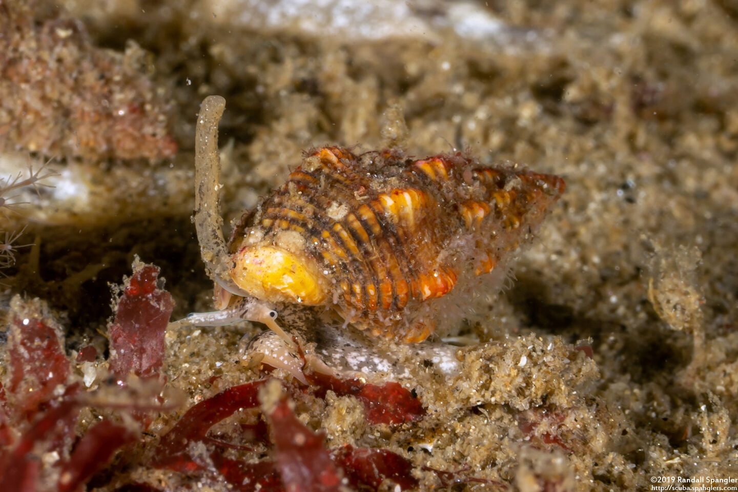 Paciocinebrina sclera (Sclera Rocksnail)