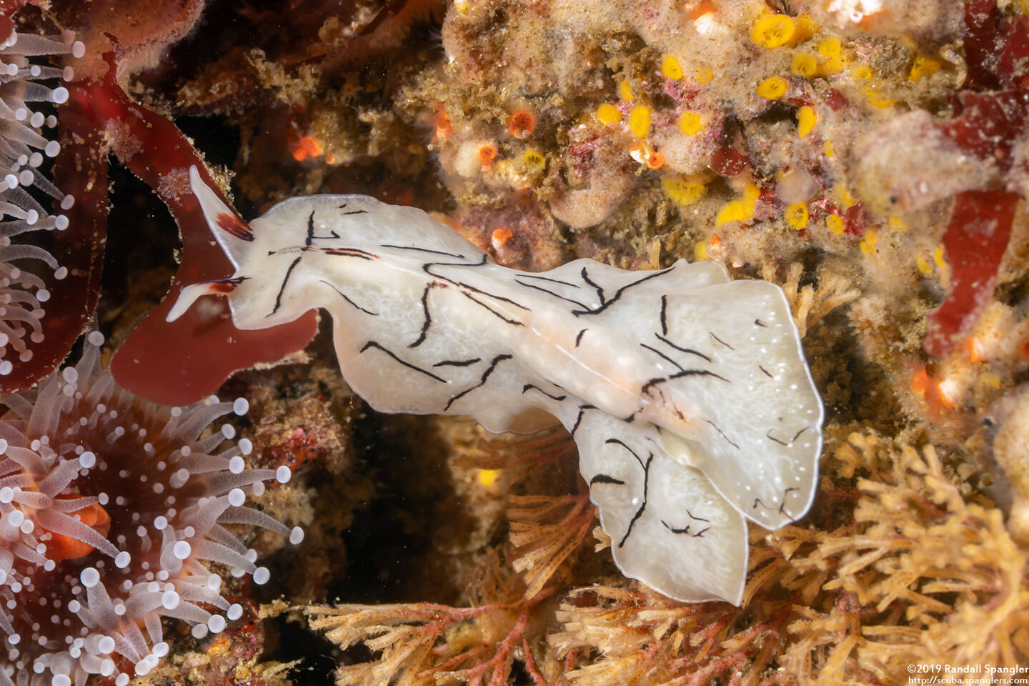 Eurylepta californica (Montgomery's Flatworm)