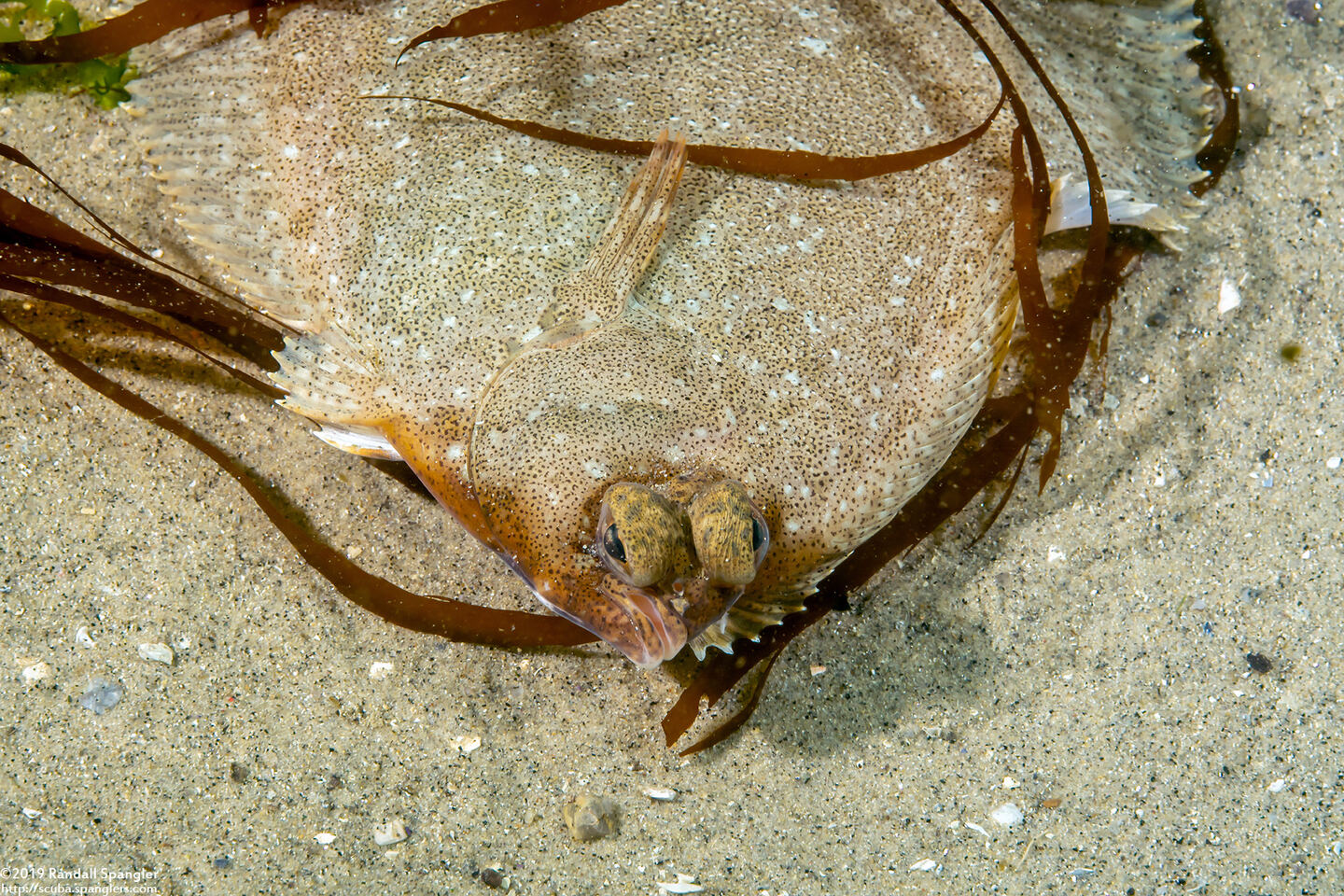 Pleuronichthys coenosus (C-O Sole)