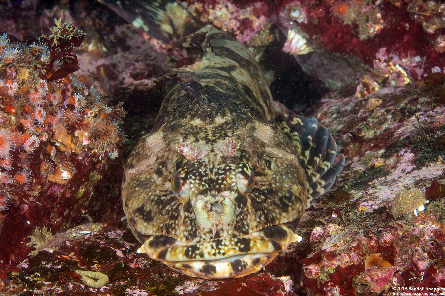 Scorpaenichthys marmoratus (Cabezon)