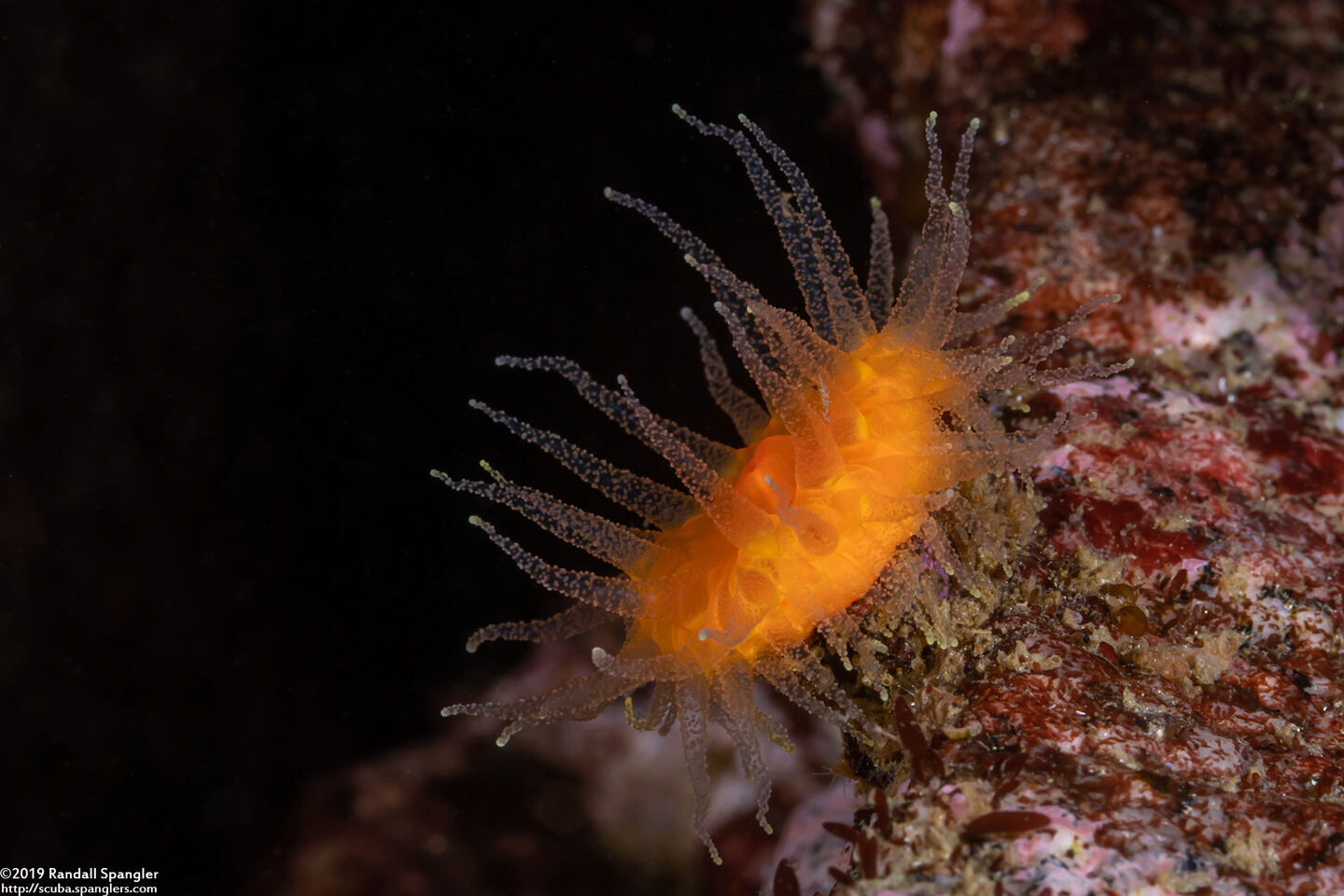 Balanophyllia elegans (Orange Cup Coral)
