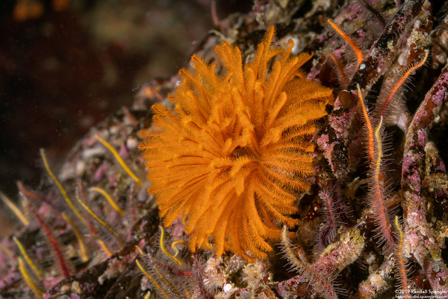 Eudistylia polymorpha (Feather Duster Worm)