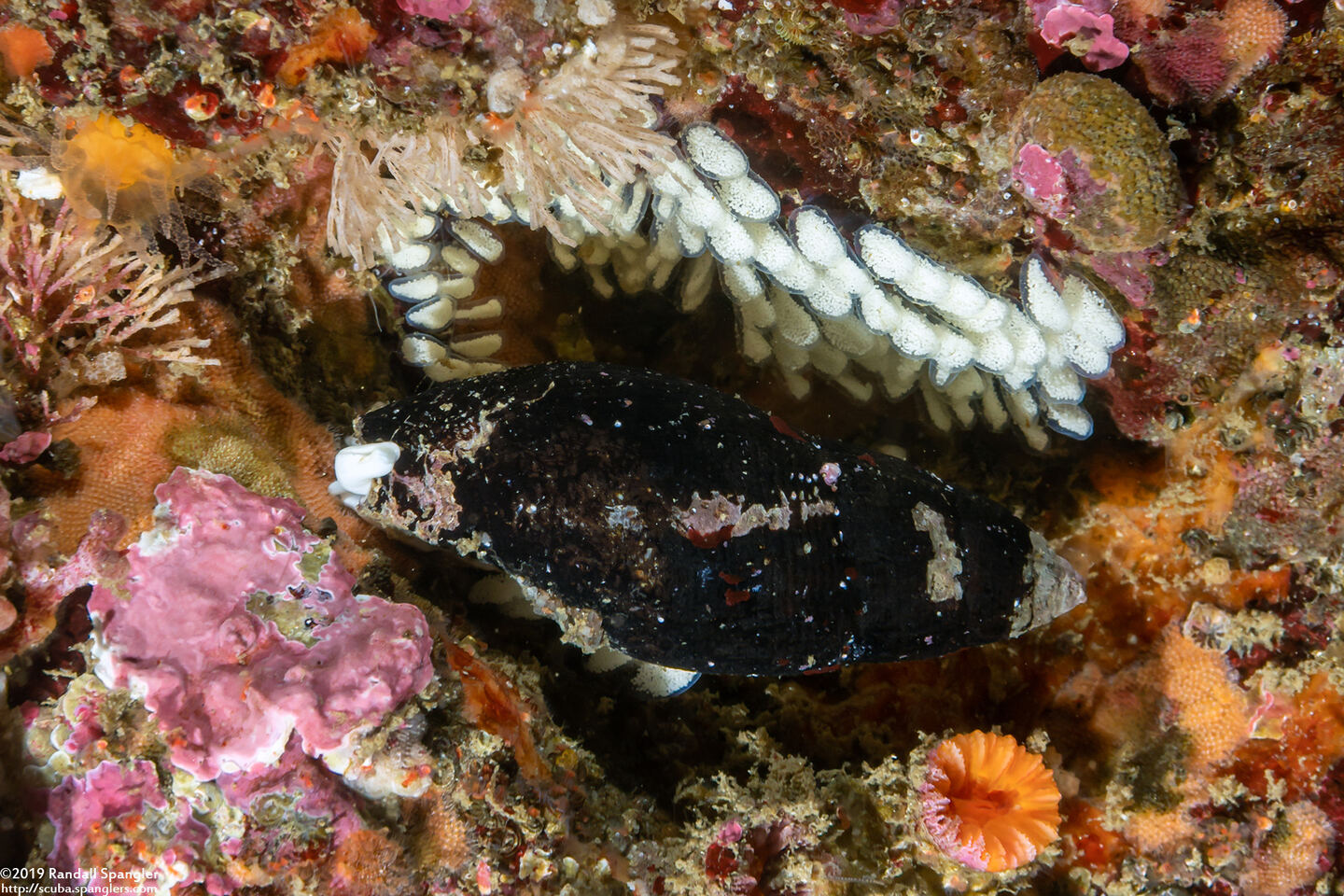 Atrimitra idae (Ida's Miter); Laying eggs