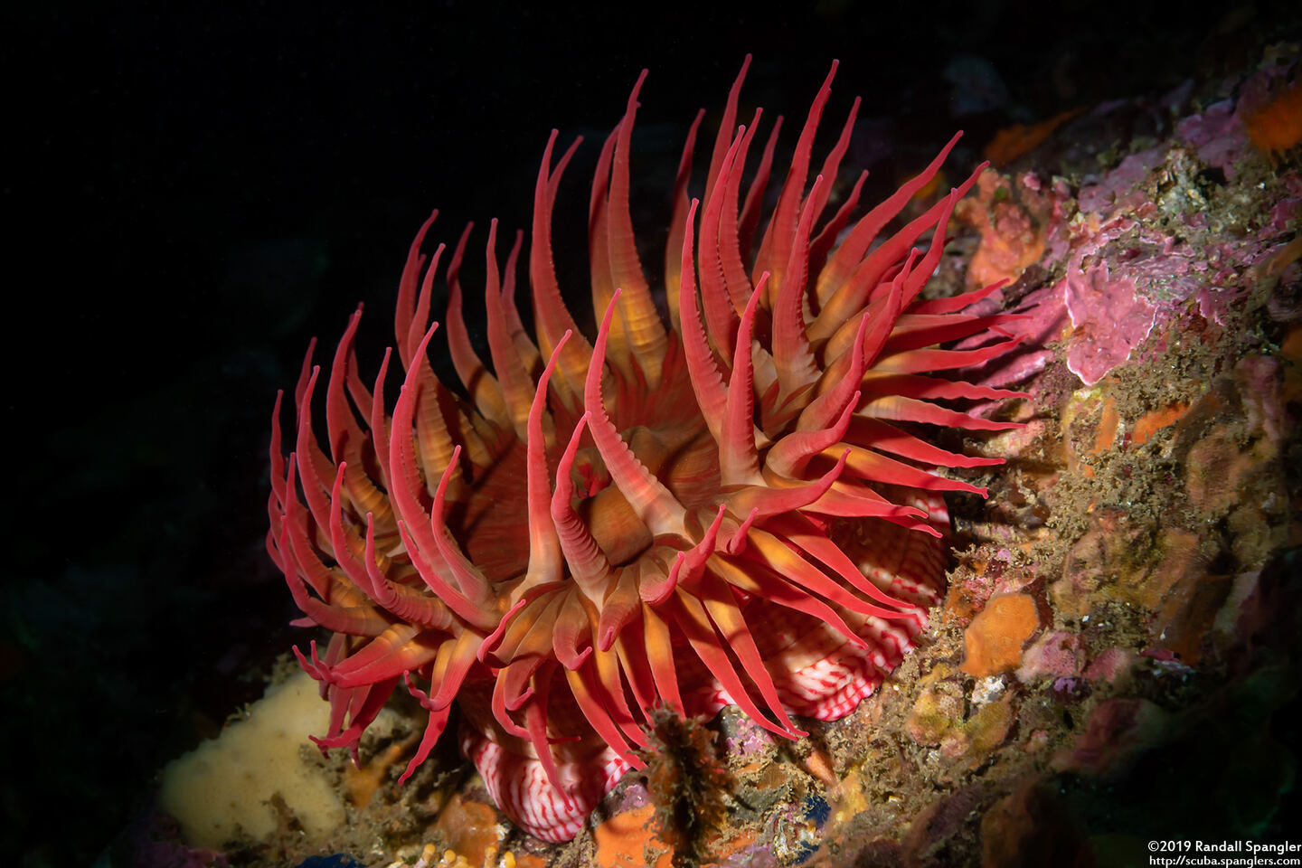 Urticina eques (White-Spotted Rose Anemone)