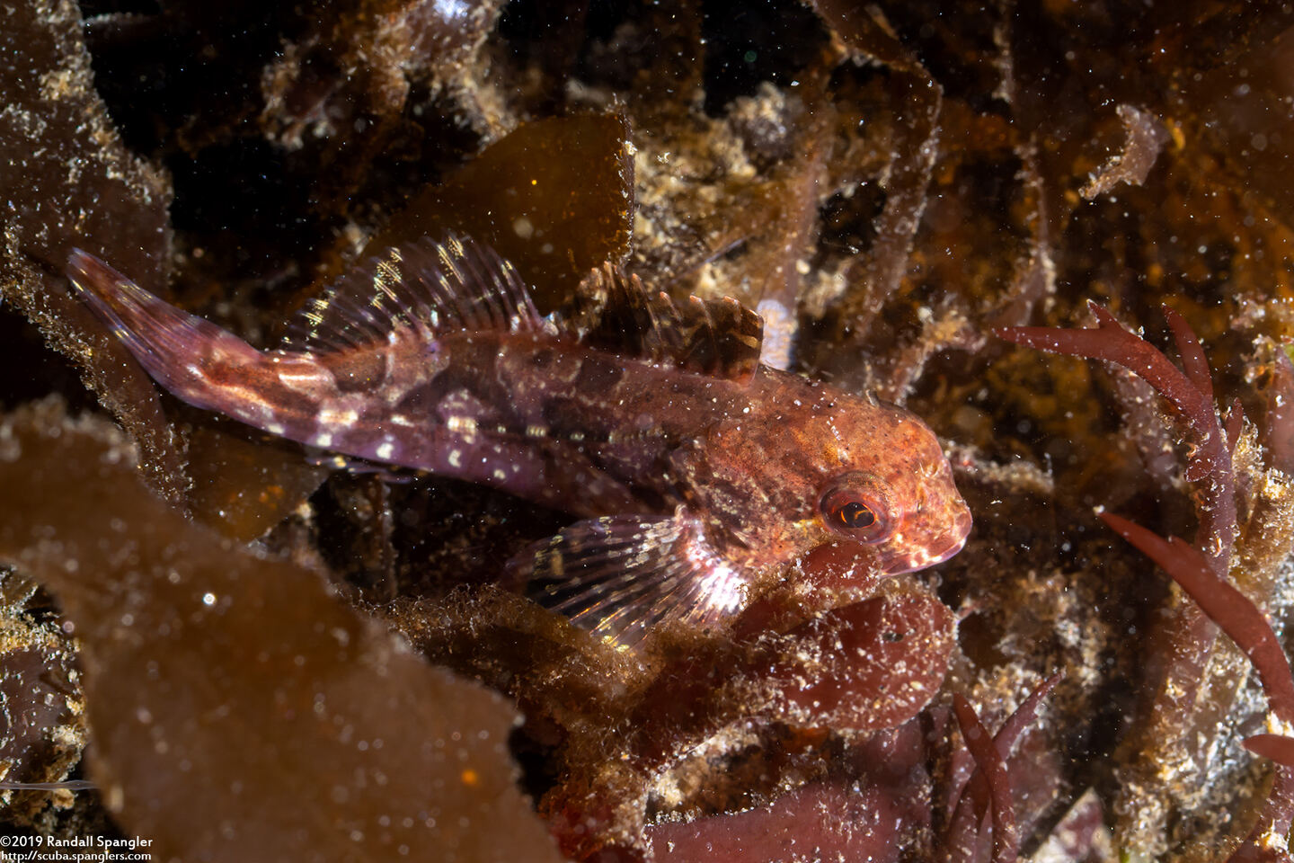 Scorpaenichthys marmoratus (Cabezon)