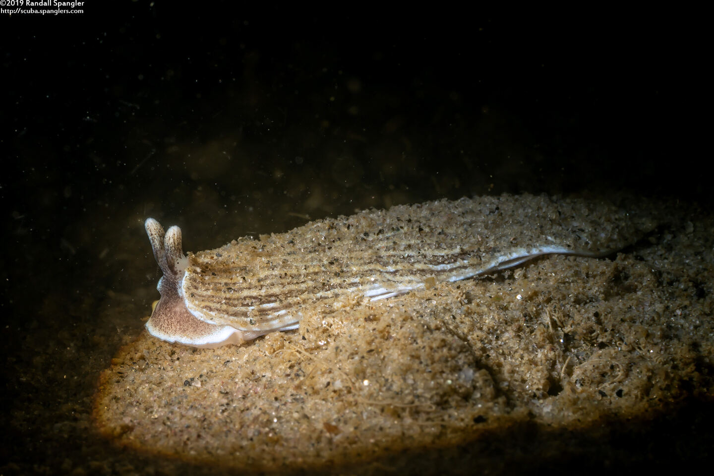 Armina californica (California Armina)