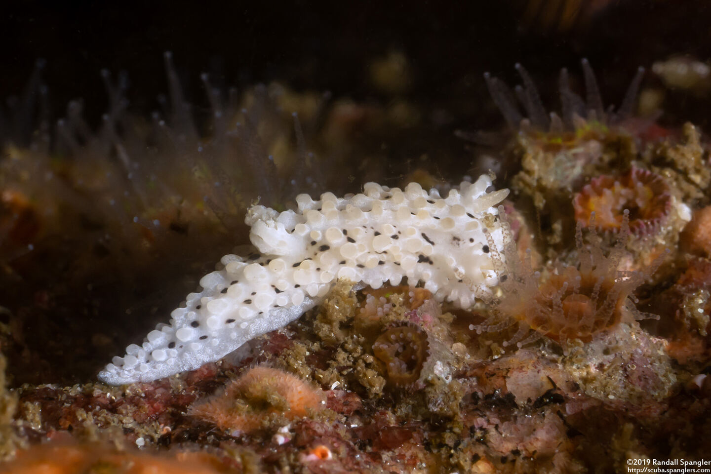 Aegires albopunctatus (Salt-and-Pepper Dorid)