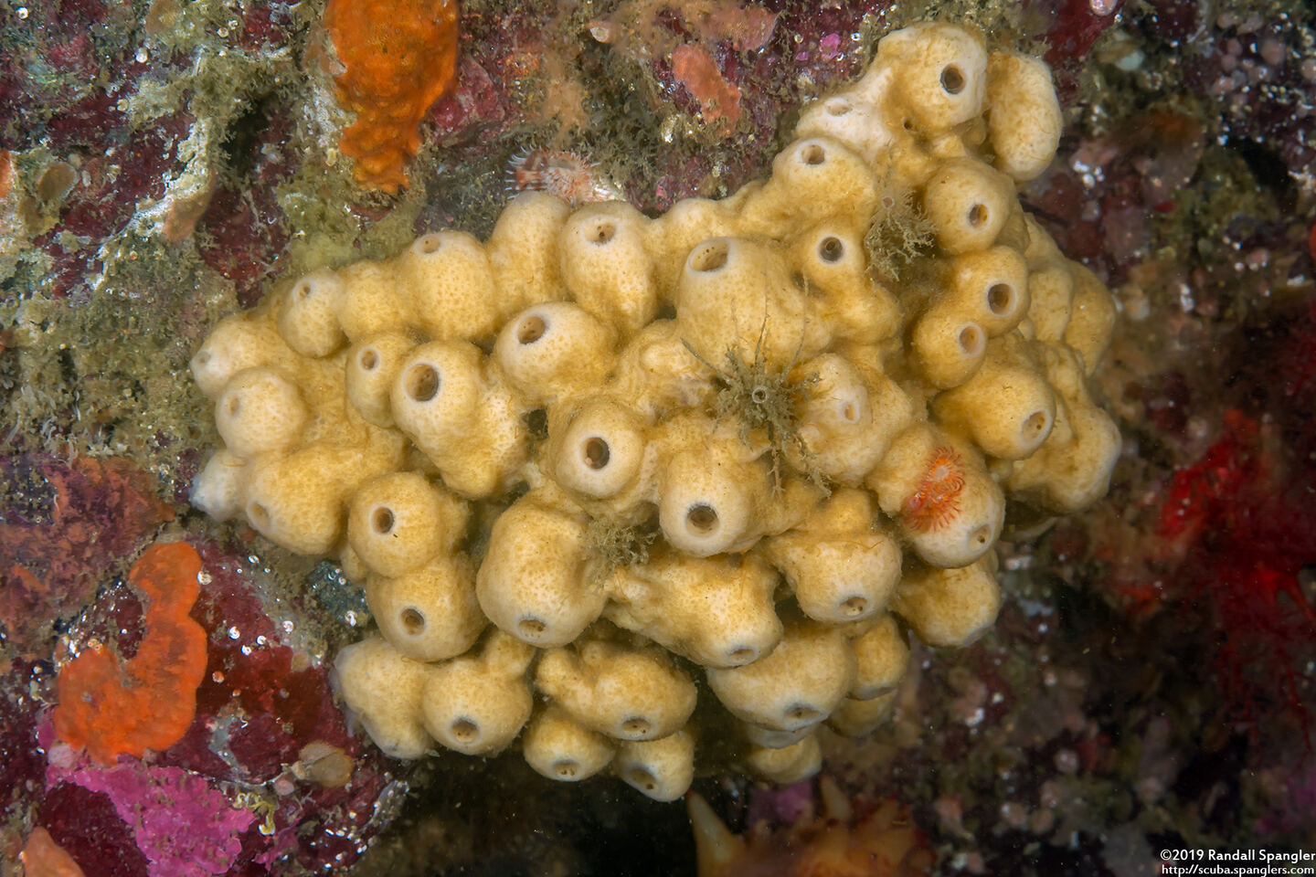 Neopetrosia problematica (Neopetrosia Problematica)