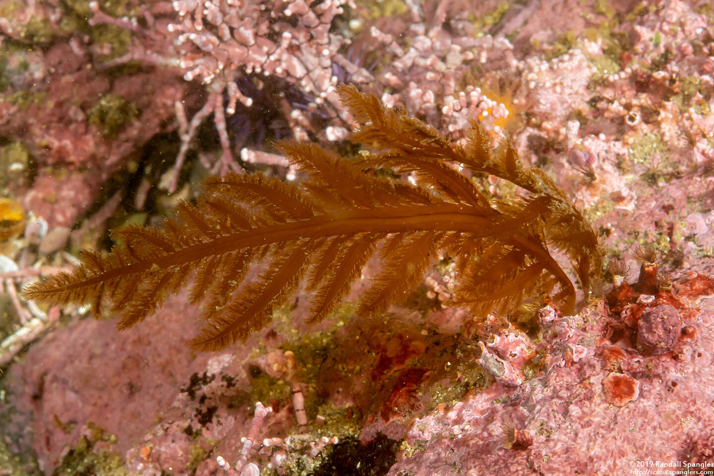 Desmarestia ligulata (Flattened Acid Kelp)