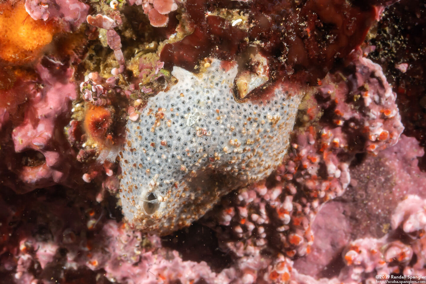 Trididemnum opacum (Trididemnum Opacum)