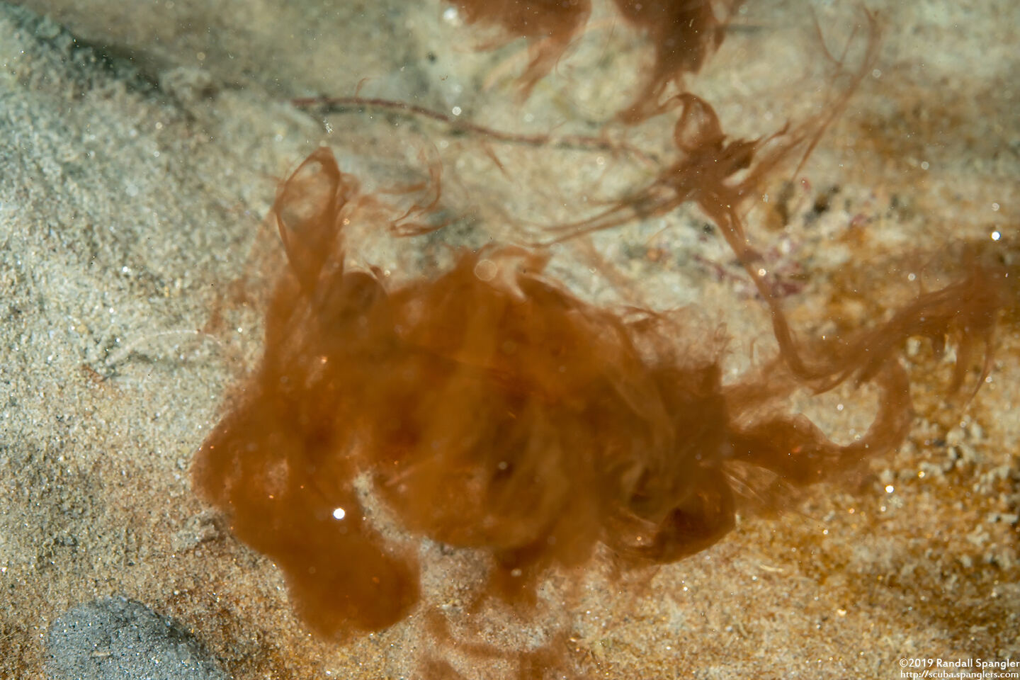 Octopus rubescens (Red Octopus); Octopus ink