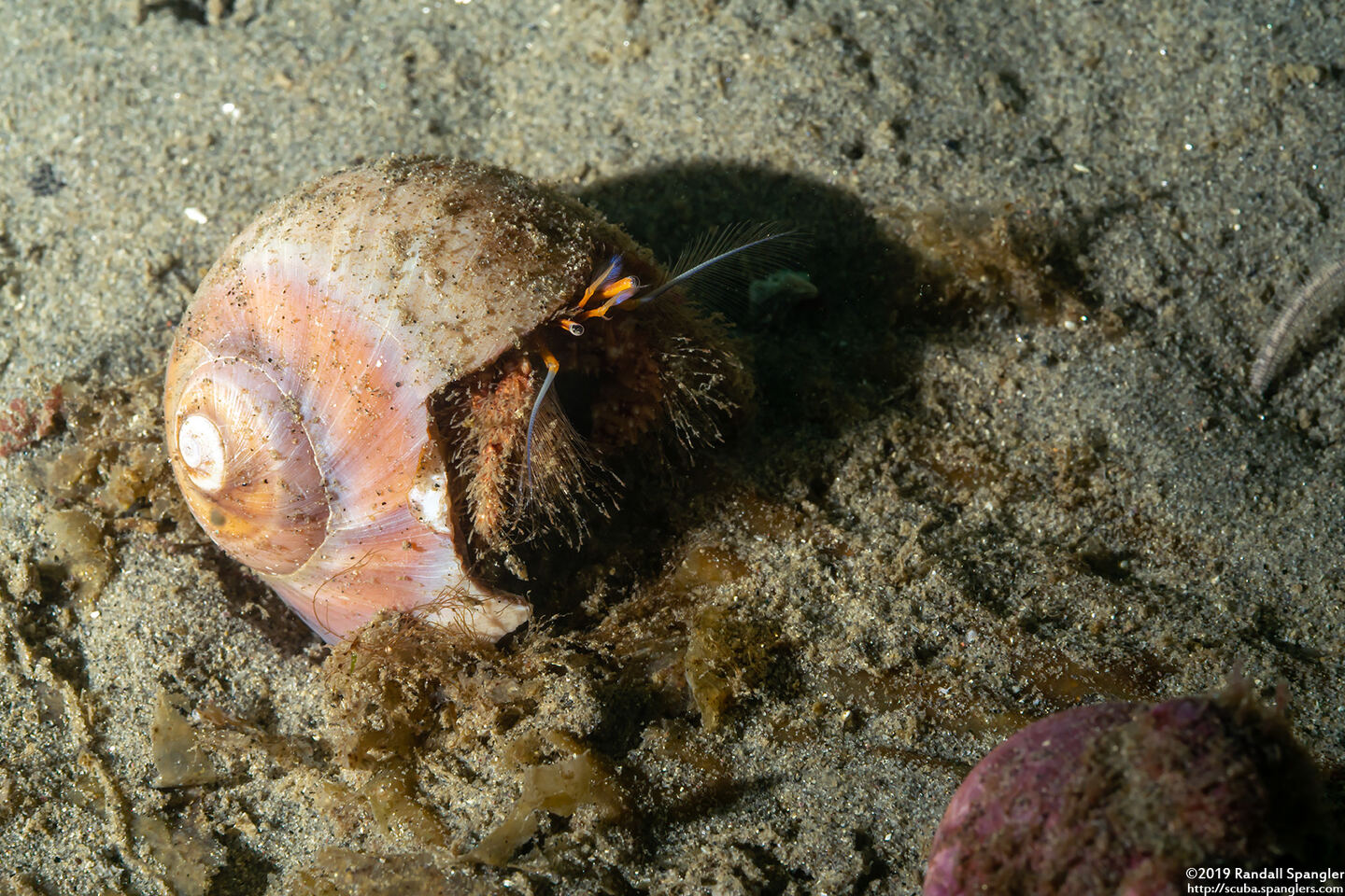 Paguristes ulreyi (Furry Hermit Crab)