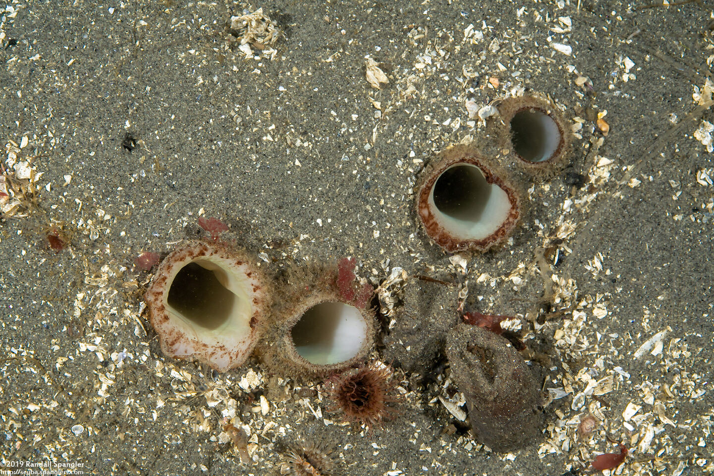 Panopea generosa (Geoduck Clam)