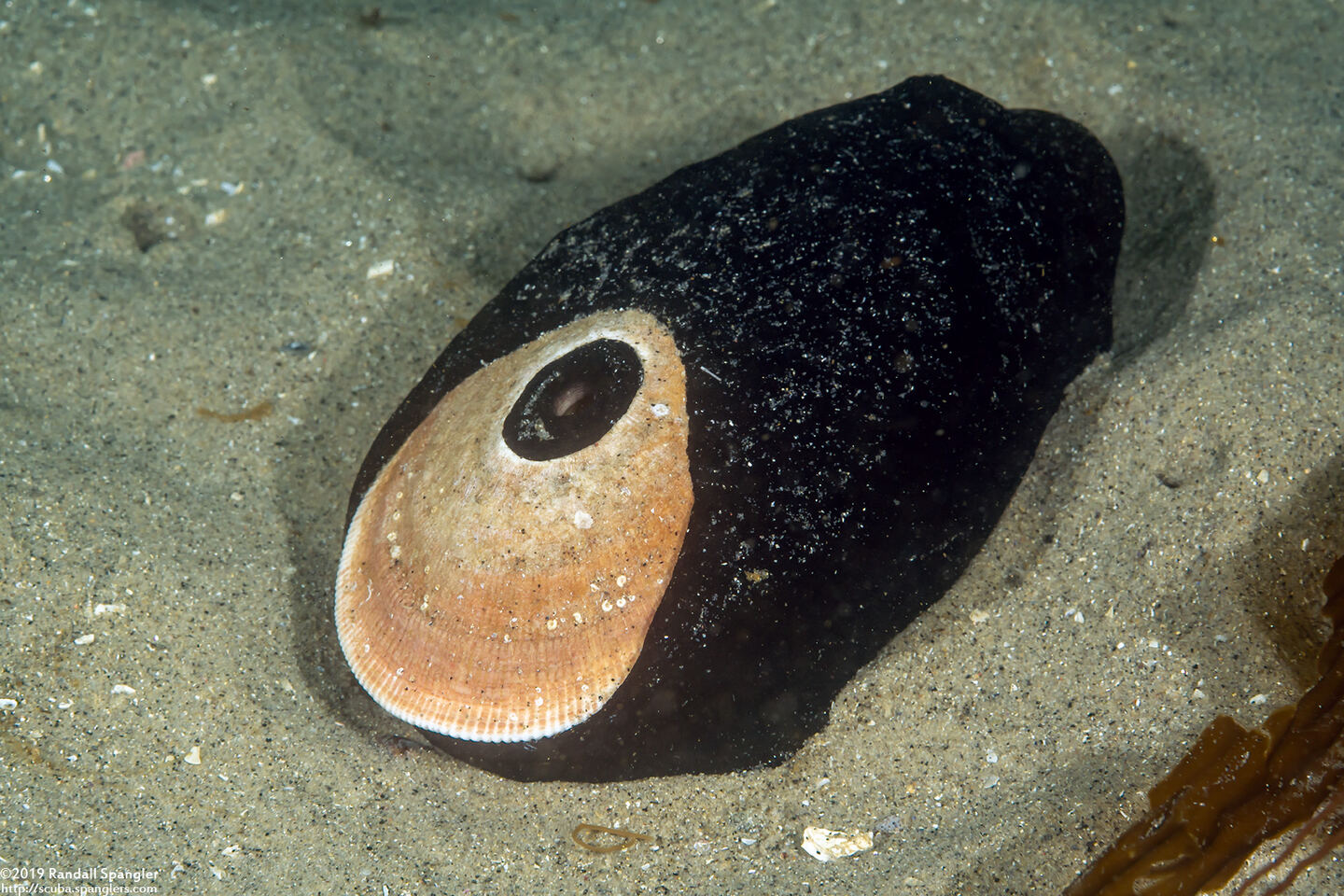 Megathura crenulata (Giant Keyhole Limpet)