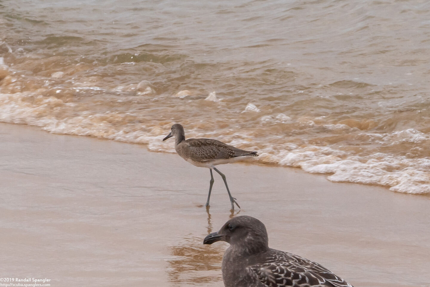 Tringa semipalmata (Willet)