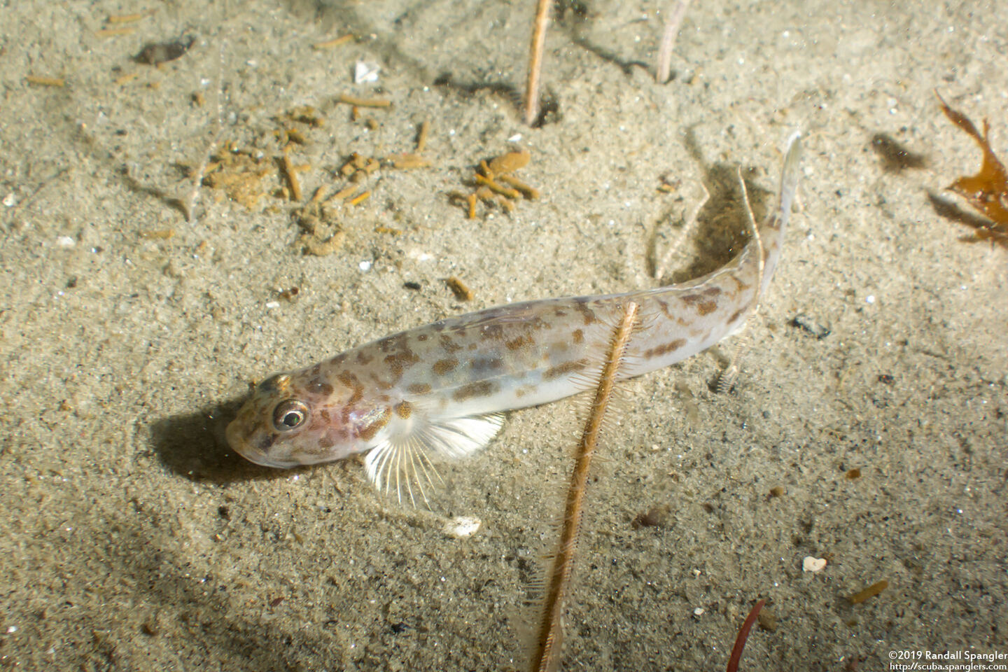 Lepidogobius lepidus (Bay Goby)