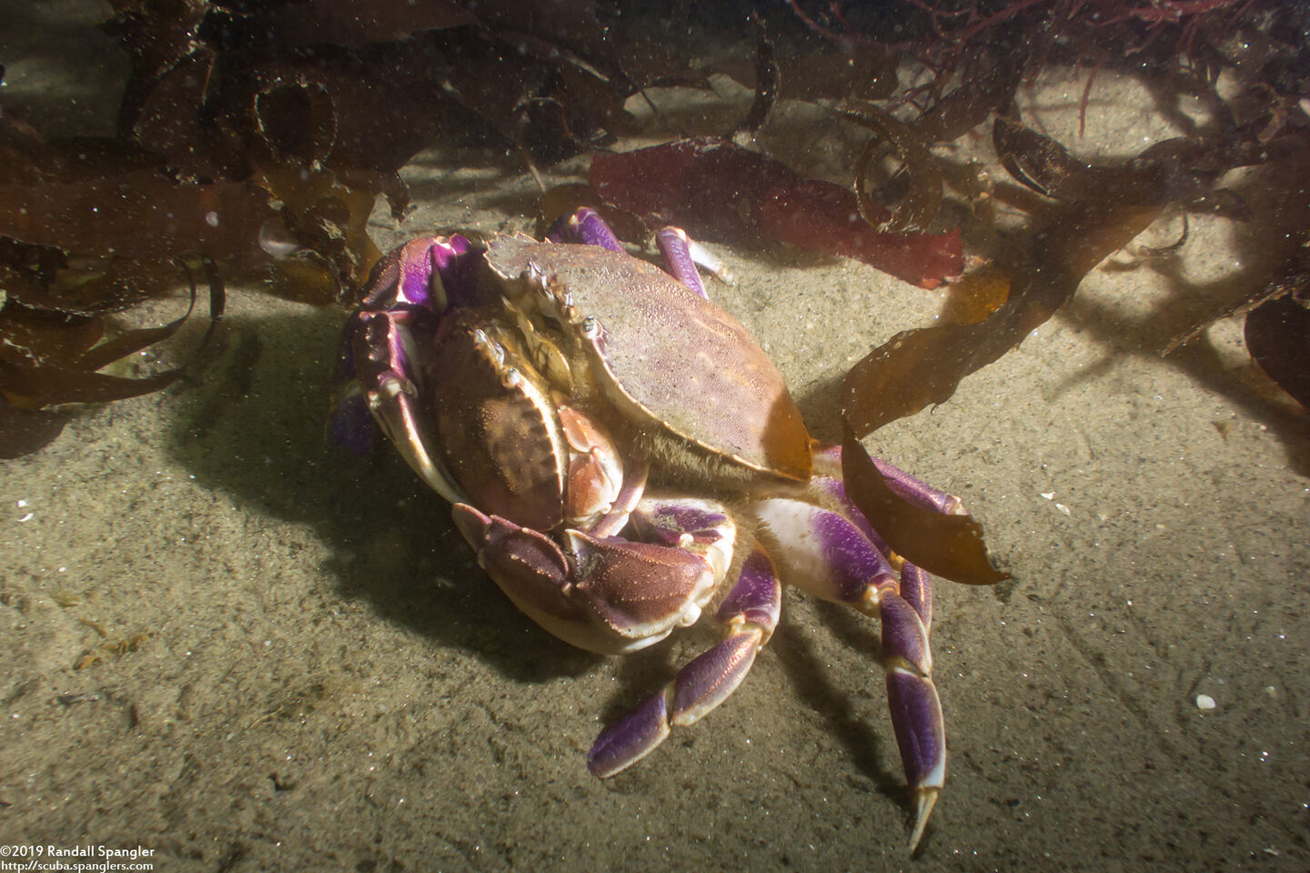 Metacarcinus gracilis (Graceful Crab); Mating