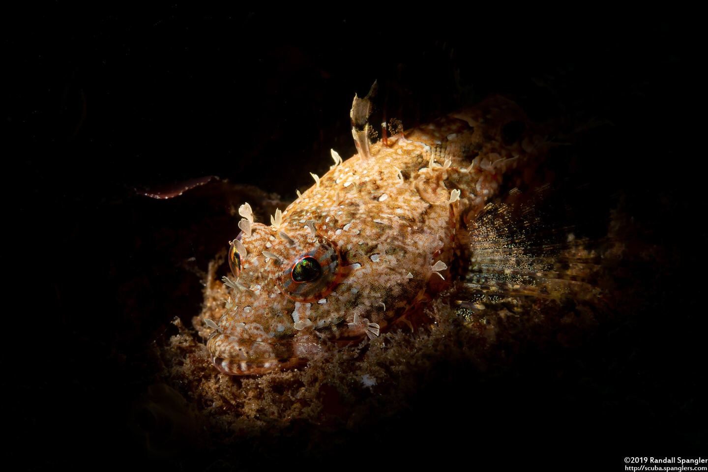Artedius corallinus (Coralline Sculpin)