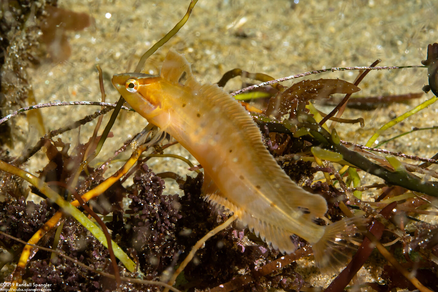 Gibbonsia montereyensis (Crevice Kelpfish)