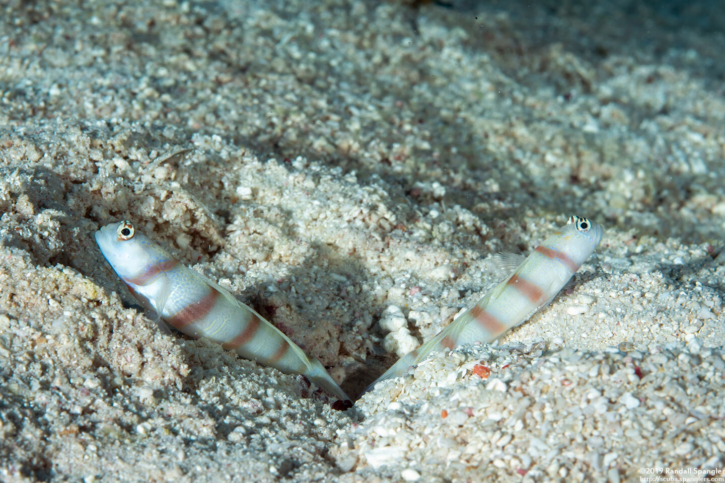 Amblyeleotris steinitzi (Steinitz' Shrimpgoby)