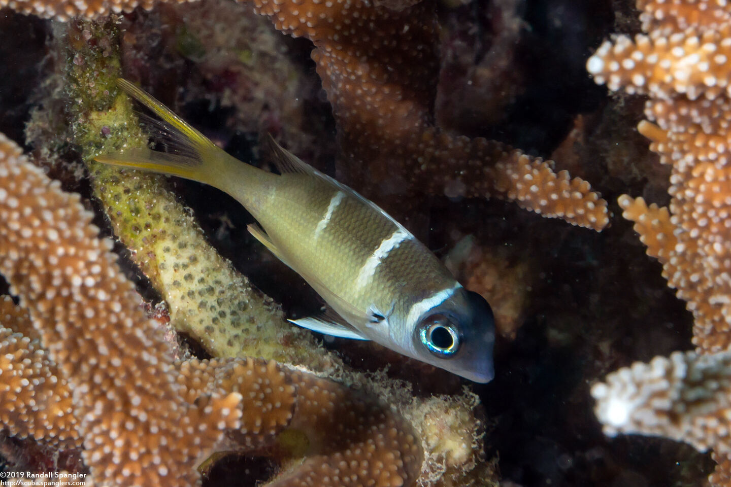 Monotaxis heterodon (Redfin Bream)