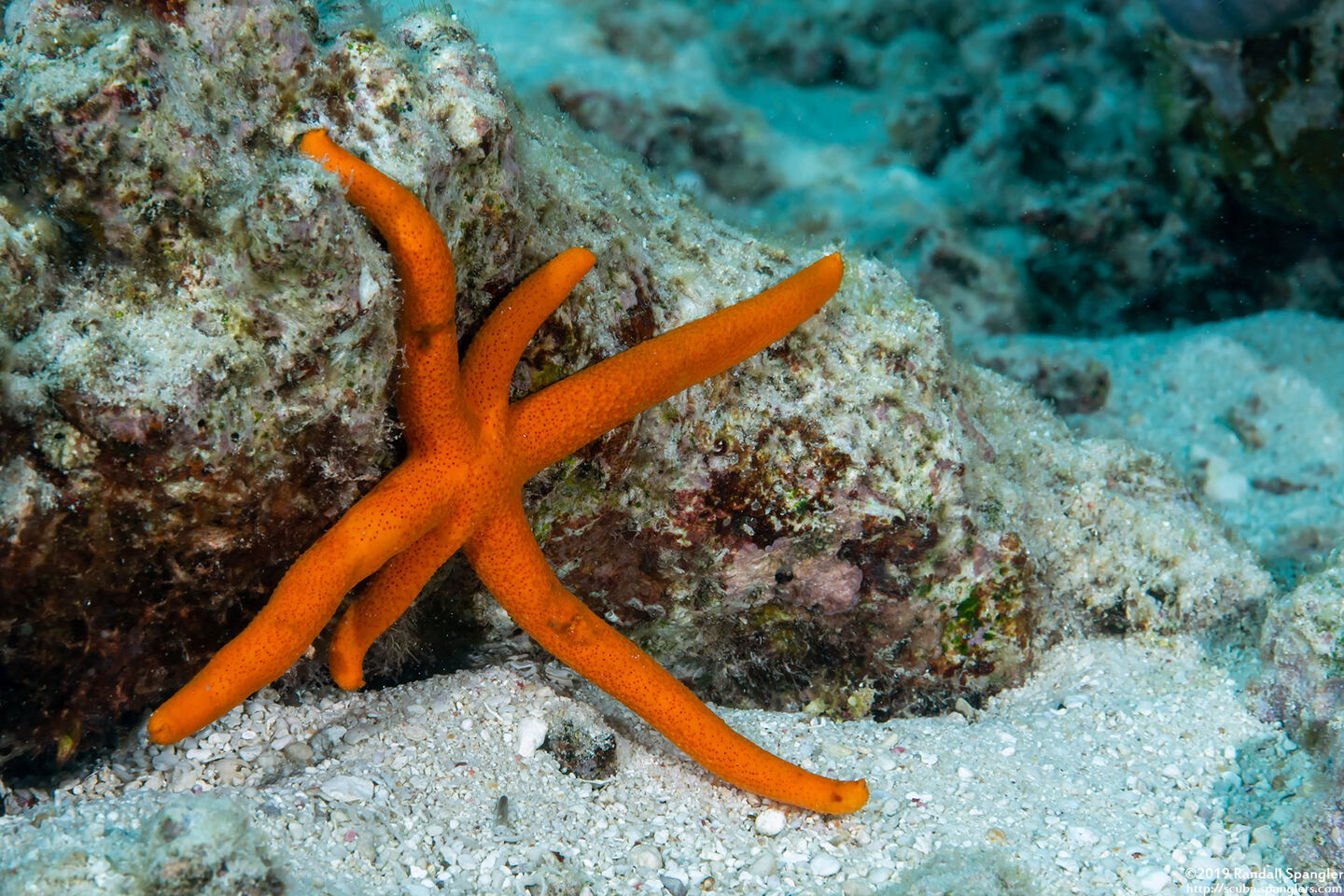 Echinaster luzonicus (Luzon Sea Star)