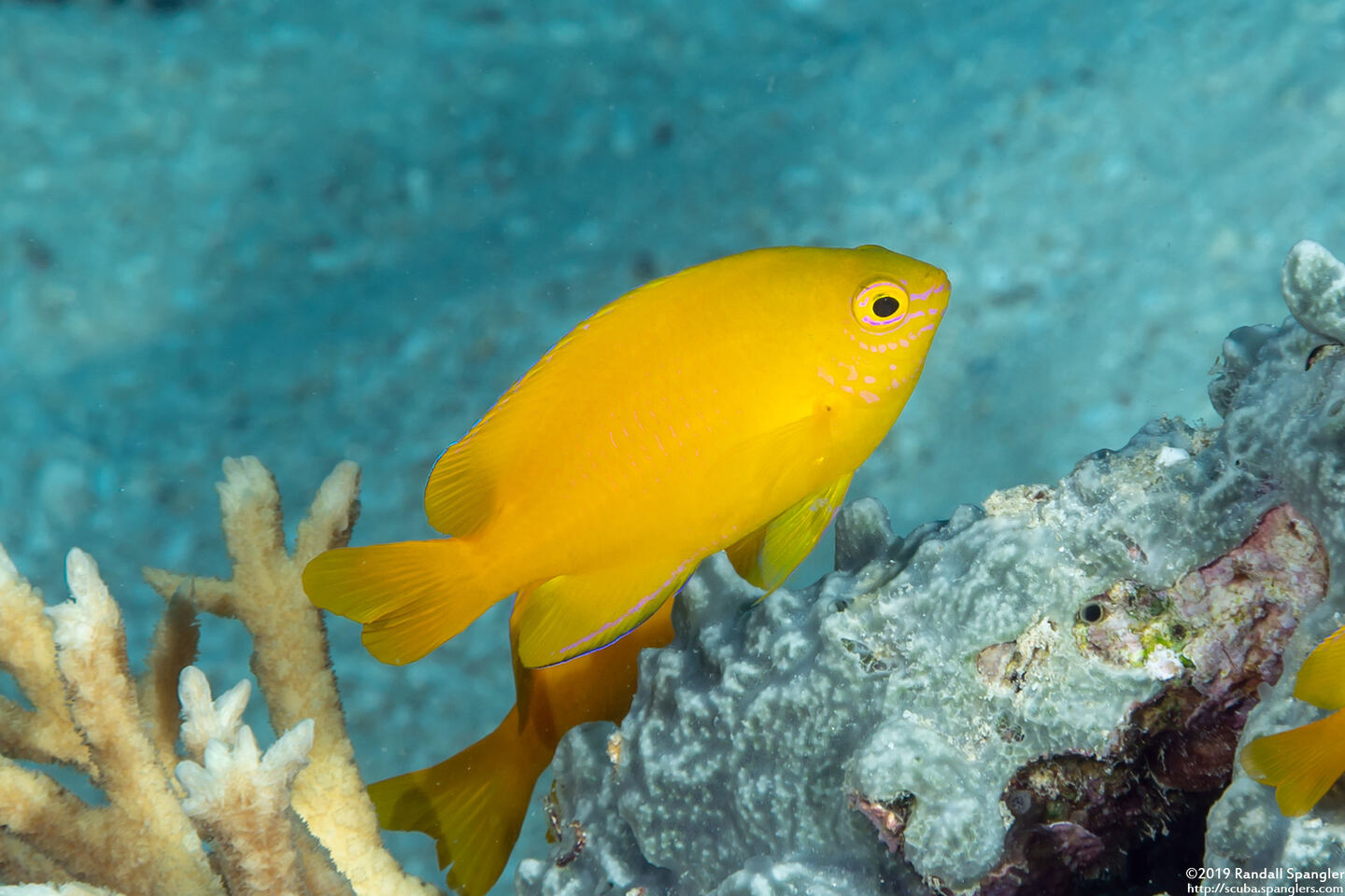 Pomacentrus moluccensis (Lemon Damsel)