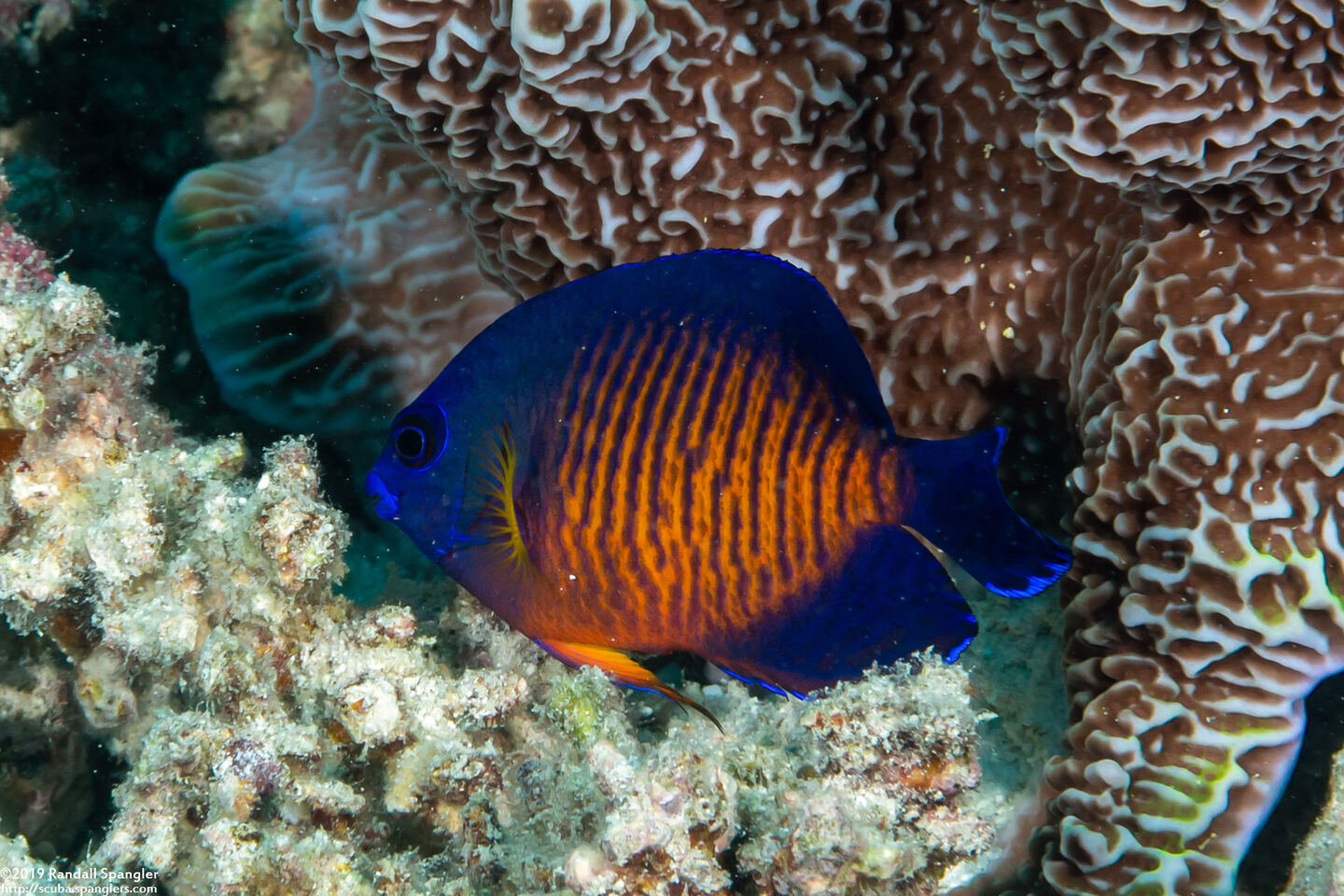 Centropyge bispinosa (Two-Spined Angelfish)