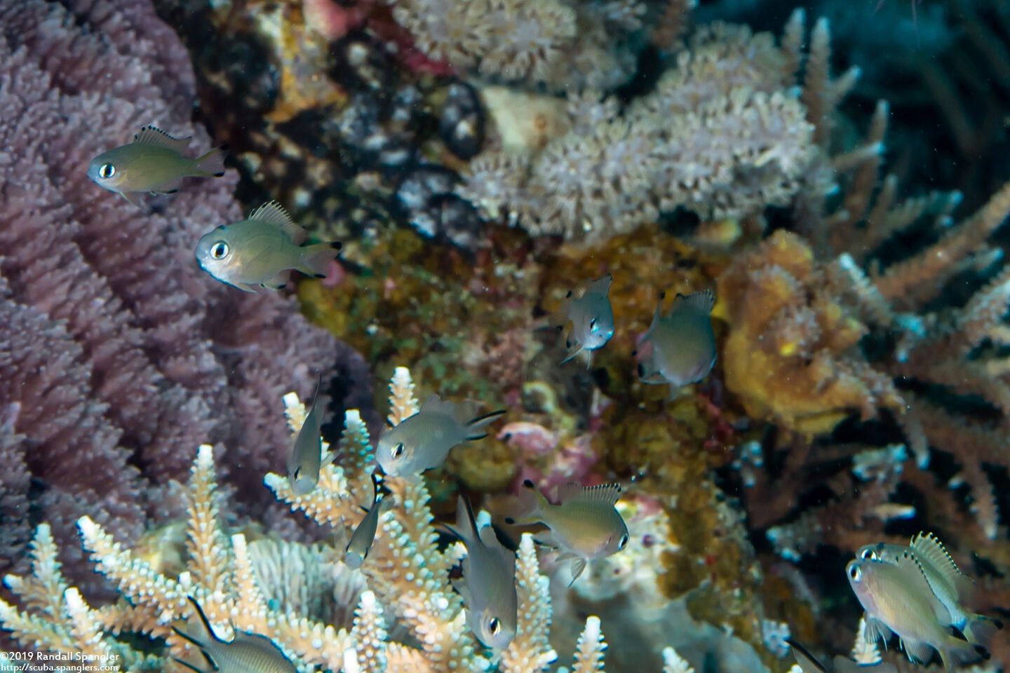 Chromis lepidolepis (Scaly Chromis)